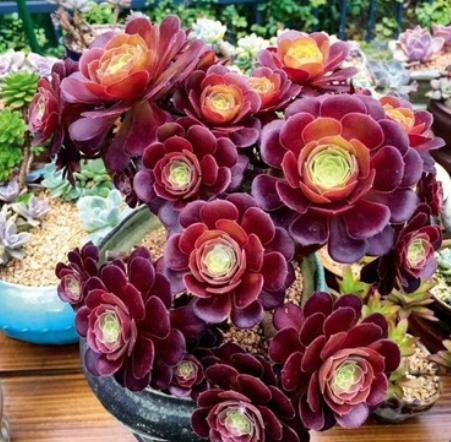 美杜莎法师怎么养，定期用上“2种药”