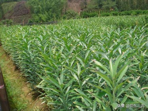 种植药材利润(中药材种植合作公司)
