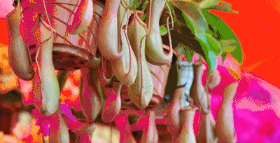 巨型猪笼草有毒吗,猪笼草有毒吗?有什么作用(世界极具恐怖的植物) 巨型猪笼草有毒吗,猪笼草有毒吗?有什么作用(世界极具恐怖的植物)