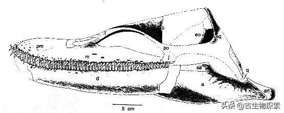 蛇颈龙的本领是什么，蛇颈龙的本领是什么意思（白垩纪的蛇颈龙像鲸鱼一样张开大嘴过滤食物）