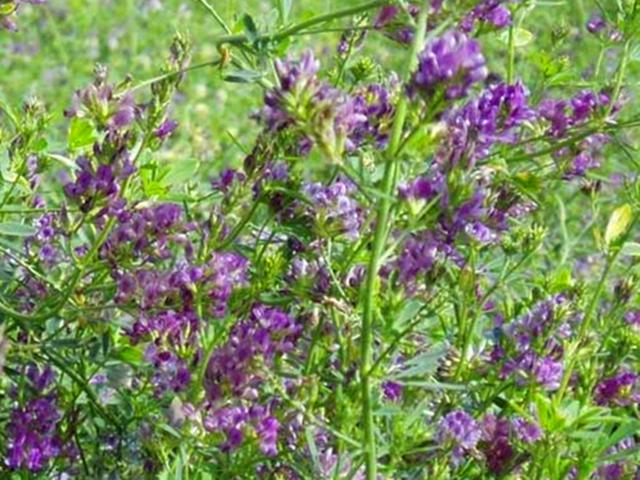 幸运草种子怎么种植，幸运草种子怎么种植的（此花叫作“幸运草”）