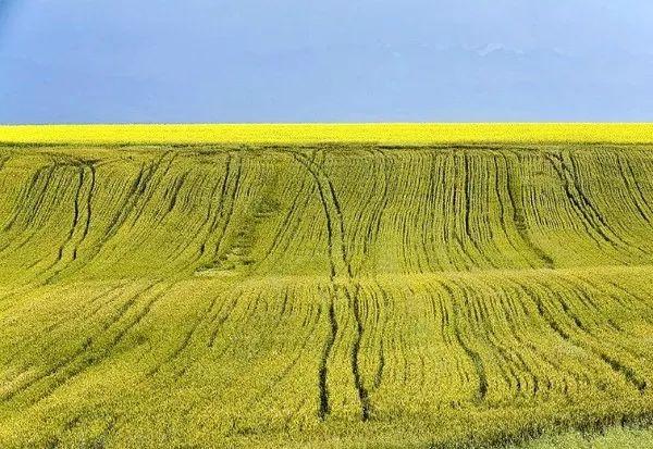 油菜花开的唯美句子有哪些，油菜花开的唯美句子有哪些三年级（金色耀眼，如绚烂花毡）