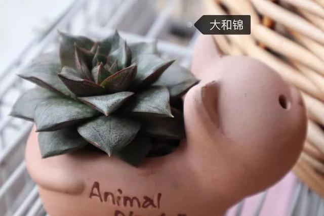 丸叶松绿怎么养，丸叶松绿的叶子可用来繁殖吗（养多肉，记名字，预防老年痴呆）