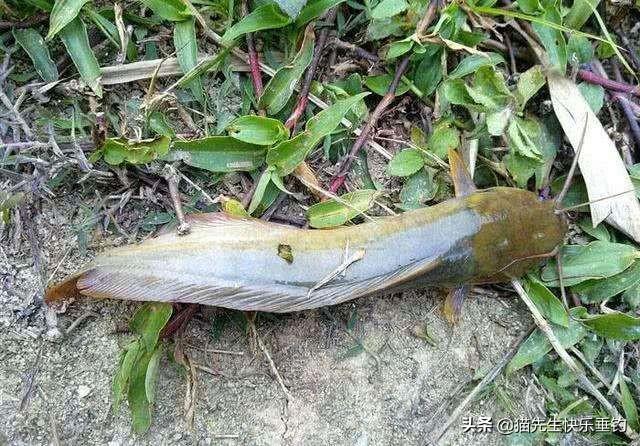 怎样钓塘角鱼，塘角鱼用什么钓最好（详解野钓热带鱼类——塘角鱼）