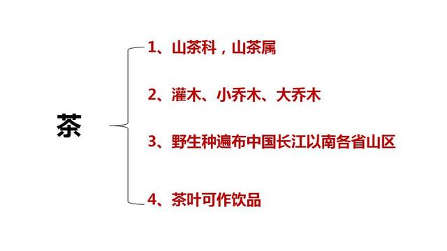 茶的起源，下午茶的起源（中国茶学入门知识——茶叶的起源与发展历程）