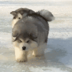 阿拉斯加犬小时候，狗一般有几个月就长成大狗了（毛茸茸的一团太可爱了吧）