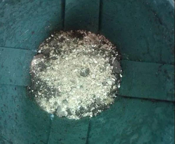用醋兑水杀蚜虫有用吗，白醋杀蚜虫（浇花的水里加点这种料）