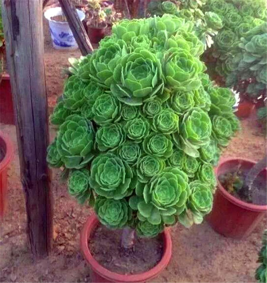 玉龙观音适合什么人戴,玉龙观音用什么肥 - 珍缘易学