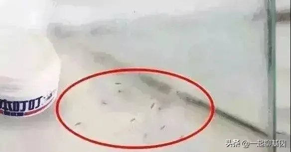 点蚊香多久可以杀死蚊子，蚊香多久能把蚊子熏死（只需5分钟蚊子消失殆尽）