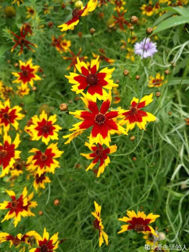 紫薇花什么季节开花，紫薇什么时候开花（温度高也不休眠）