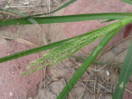 如何斗蟋蟀，如何斗蟋蟀视频（拿着斗蟋蟀是绝配）