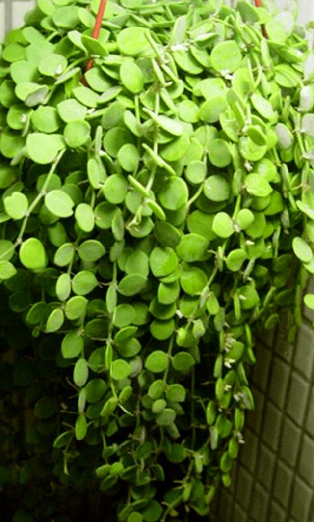 百万心吊兰的养殖方法和注意事项，千万心吊兰的养殖方法（除了注意浇水和施肥）