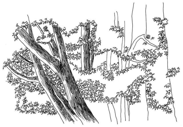 小树简笔画怎么画，小树的简笔画怎么画（教你三种常见树木画法）