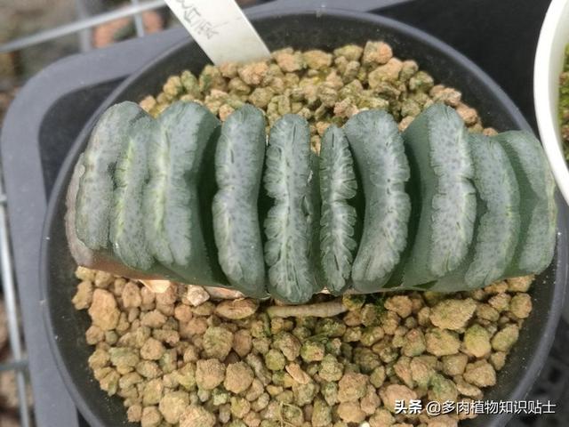 多肉玉扇最大能长多大，多肉玉扇好养吗（养了多肉植物五年）