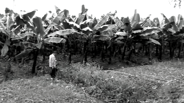 知青周萍的结局，周萍最后的结局是自杀（指导员被纳为重点嫌疑对象）