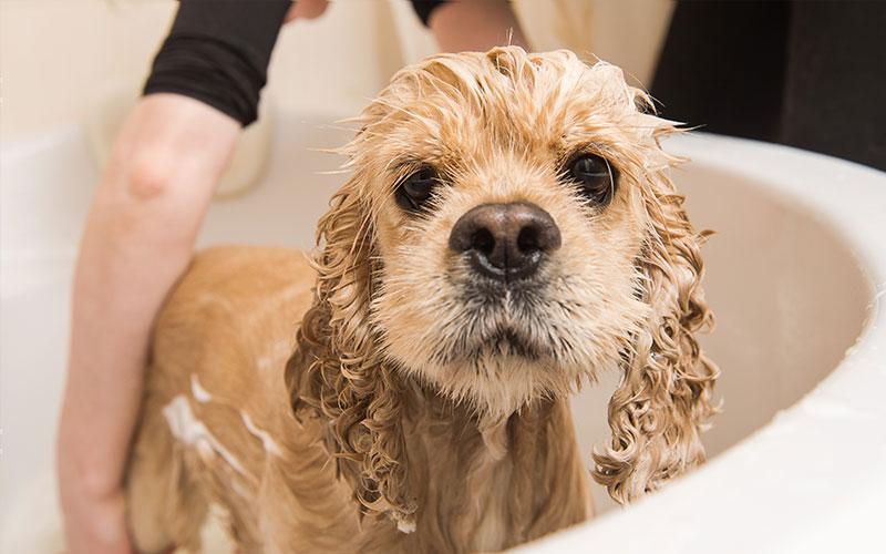 小狗多久可以洗澡(一个月的小狗可以洗澡吗)