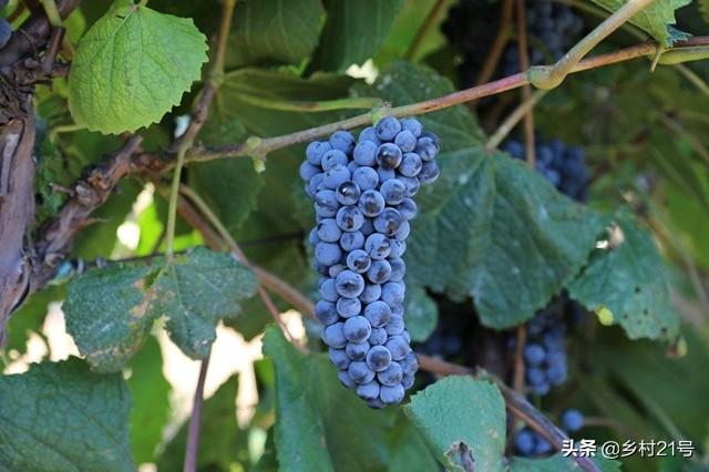 葡萄树怎么嫁接，嫁接葡萄树方法视频（葡萄嫁接种植有妙招）