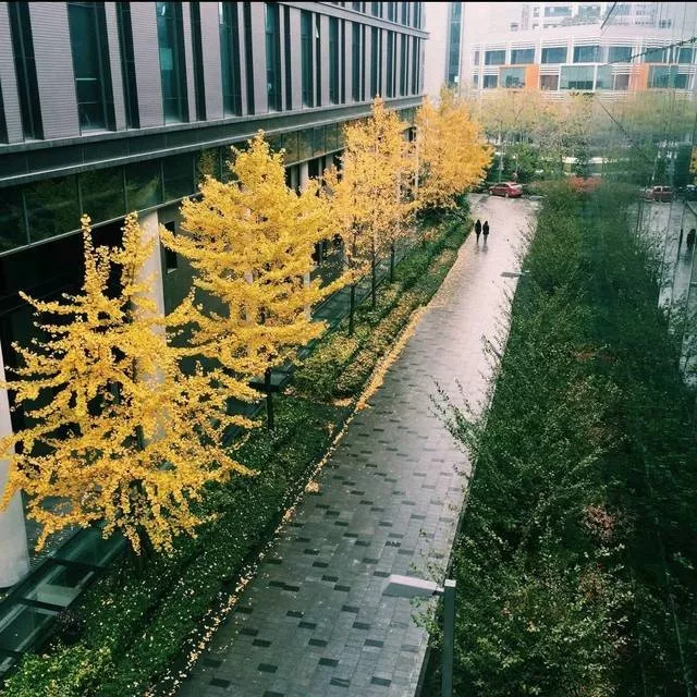 网易为什么叫猪厂，网易别称猪场（为什么都笑称网易为“养猪厂”呢）