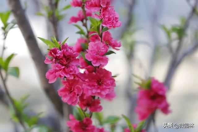 敛声息语的意思，敛声息语的意思是什么怎么造句（园林线上课堂<45>）