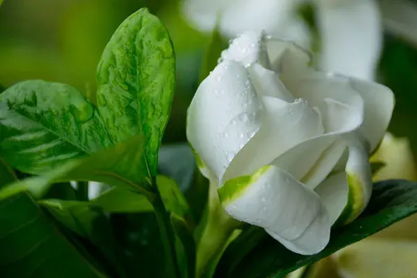 栀子花水培怎么养，怎么养栀子花盆栽水培（水培栀子花的养殖方法及注意事项）