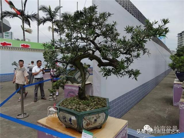 台湾罗汉松，飘逸优雅的海岛罗汉松盆景（台湾罗汉松的养殖方法和注意事项）