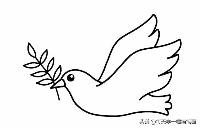 橄榄枝怎么画，橄榄枝怎么画好看（每天学一幅简笔画--白鸽子简笔画的画法）