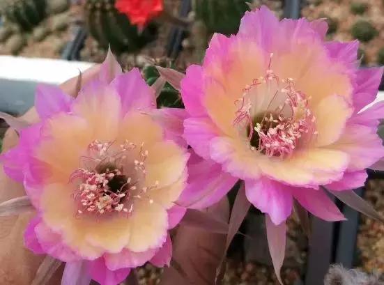 绿萝好养吗,绿萝怎样栽培(绿萝竟然排在倒数第1) 绿萝好养吗,绿萝怎样栽培(绿萝竟然排在倒数第1)