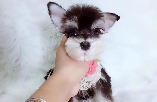 为什么很少人养雪纳瑞，为什么很少人养雪纳瑞狗（为啥现在人们不爱养雪纳瑞了）