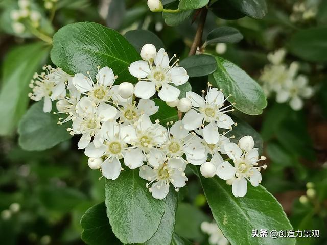 常绿灌木有哪些，这21种你见过吗，常绿灌木有哪些（10种常见的常绿灌木你都知道吗）