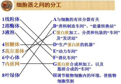 液泡是细胞器吗，液泡为什么是细胞器（以及细胞器之间的协调配合）