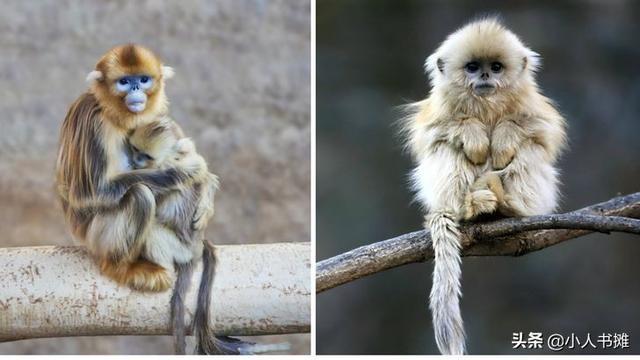 有哪些神奇的动物，15种你需要了解的神奇动物（10种不寻常的神奇动物很难想象它们独特的模样）