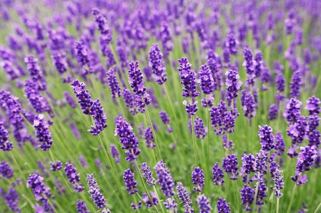 蜘蛛最怕的东西是什么，蜘蛛最怕什么气味（小知识来啦——可驱赶蜘蛛的植物哦）