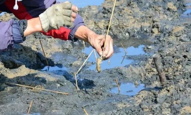 海葵汤怎么做好吃海葵汤的吃法,海葵鸡蛋汤的做法(海星、海葵、海肠……它们竟然都能吃) 海葵汤怎么做好吃海葵汤的吃法,海葵鸡蛋汤的做法(海星、海葵、海肠……它们竟然都能吃)