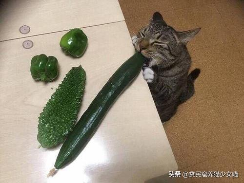 猫怕黄瓜是真的吗，猫咪为何怕黄瓜（那么它们为啥会吓到飞起）