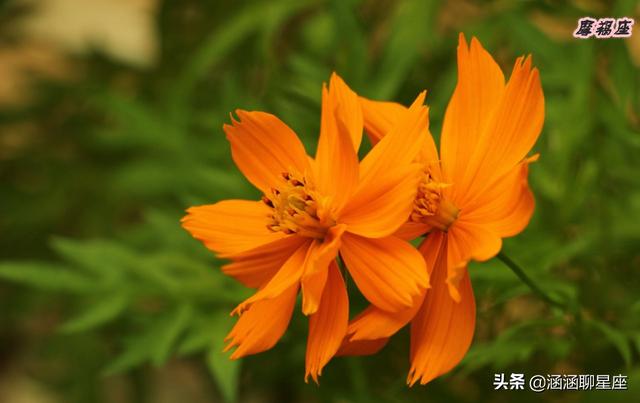 巨蟹女为什么没人追，巨蟹座女生为什么没人追（却很少有人追的四大星座）