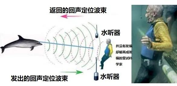 海豚寓意（听说海豚聊天都是自带表情包的）