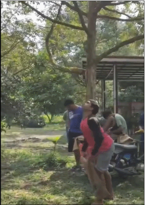 如何挑榴莲的方法，怎么挑榴莲（开出的肉比娃的腿还粗）