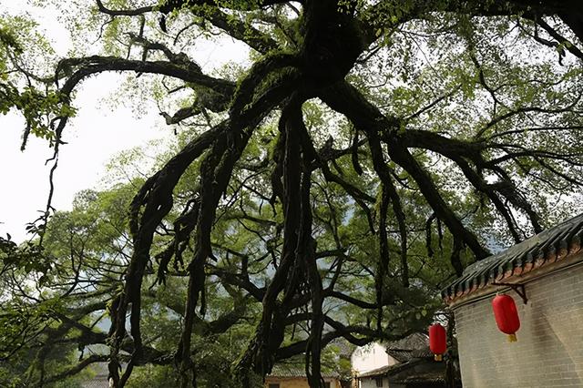 黄姚古镇在哪里，广西黄姚古镇在哪里（广西贺州黄姚古镇——古风盎然的千年诗篇）