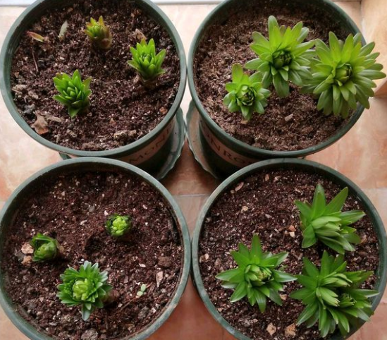 百合种球怎么种植，百合花种球的种植方法（百合花的最佳种植时间到了）