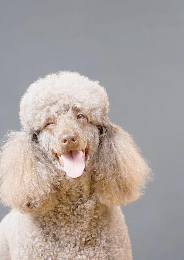 宠物狗品种图片大全，宠物狗的品种（常见宠物狗大全：品种）