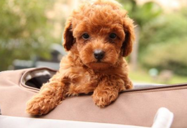 窝狗（卧钩的写法），如何挑一只最优质的狗（狗窝钩织图解）