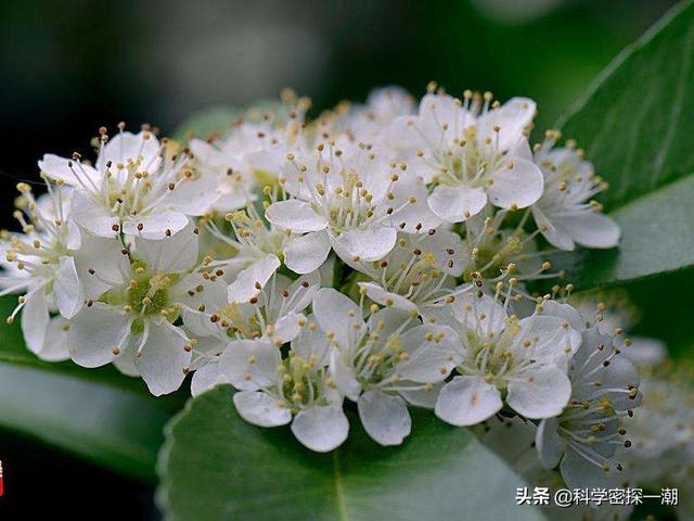 石楠花为什么要种在学校，学校为什么要种石楠树（石楠树花散发类似于男性精液的气味）