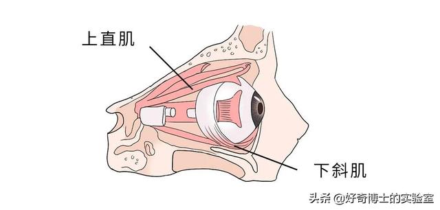 什么睡姿可以提升颜值，什么样的睡姿容易变美（有哪些可以提高颜值的小技巧）