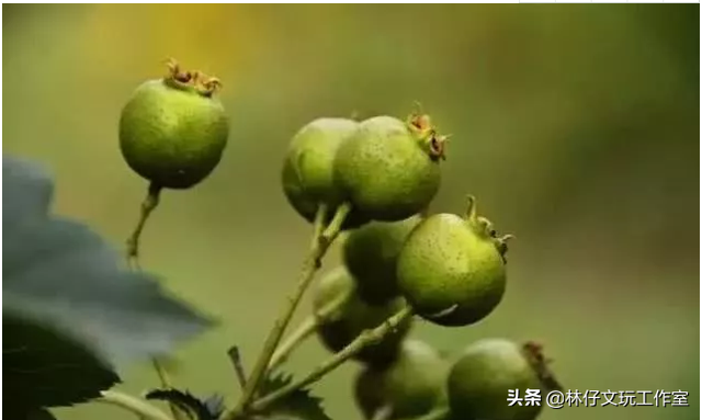 适合做手串的植物种子，适合做手串的植物种子是什么（这些路边捡的树籽儿串成手串）
