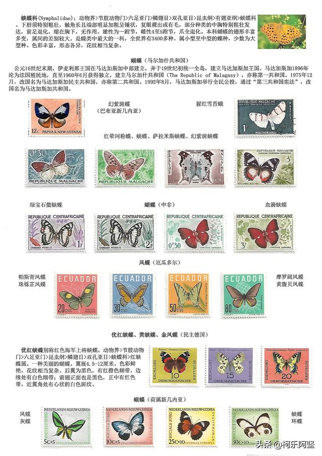 蝴蝶和蛾子的区别，蝴蝶和飞蛾有什么区别（鳞翅目昆虫-蝴蝶与蛾）