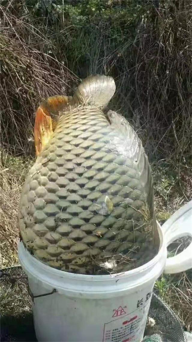 钓黑皖的方法，其实大鱼并不喜欢香