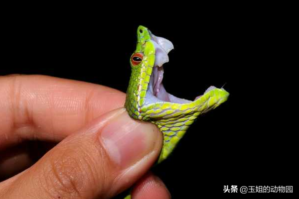 野鸡脖子是什么蛇，野鸡脖子蛇学名叫什么（农村活动最频繁的两种微毒蛇）