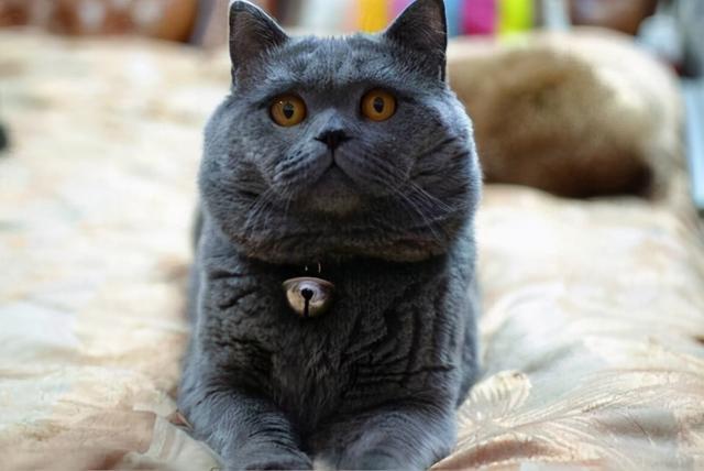 几种常见猫咪的市场价，宠物猫咪价格表（6种常见宠物猫的价格）