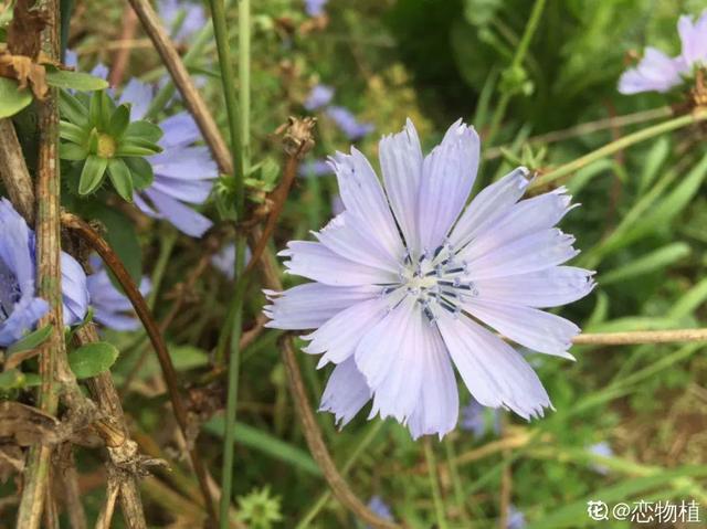 春天的花有什么，春天的花有几种分别是什么（40种小野花）