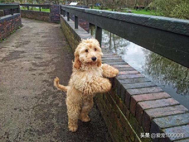 英国最受欢迎的十大名犬，2019英国人最爱狗狗前10名
